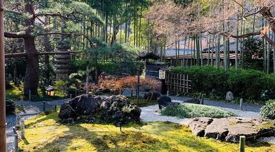 🍲 유도후 사가노(유도후 사가노)